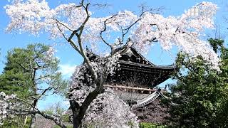 「京の桜」知恩院友禅苑（京都市東山区）の枝垂れ桜