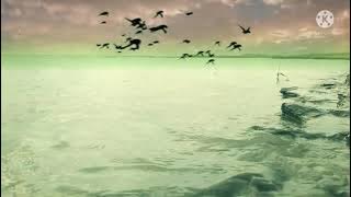 Download lagu â¤ī¸RIVER AND BIRDS RINGTONE â¤ī¸|