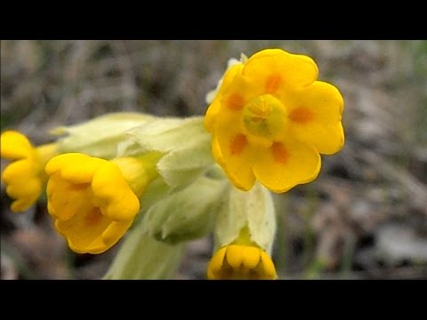 Video: Harilik Priimula