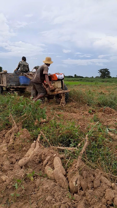 #rt140 #cassava #farmerharvesting