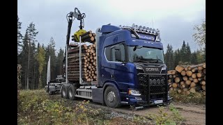 Scania R650 6X4 Timber Truck Loading (4K)