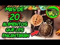 ALIMENTOS que LE ENCANTARÁN A TU TORTUGA y cómo HACER UNA DIETA CORRECTA 💥🐢  🐢