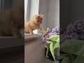 Fanta thinks she is a florist #cat #cute #orangecat #catsdaily #kittenlife #spring #catholic