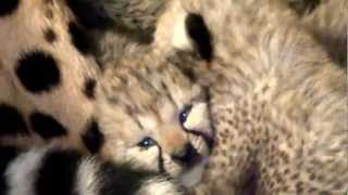 Bébés Guépards Au Safari De Peaugres