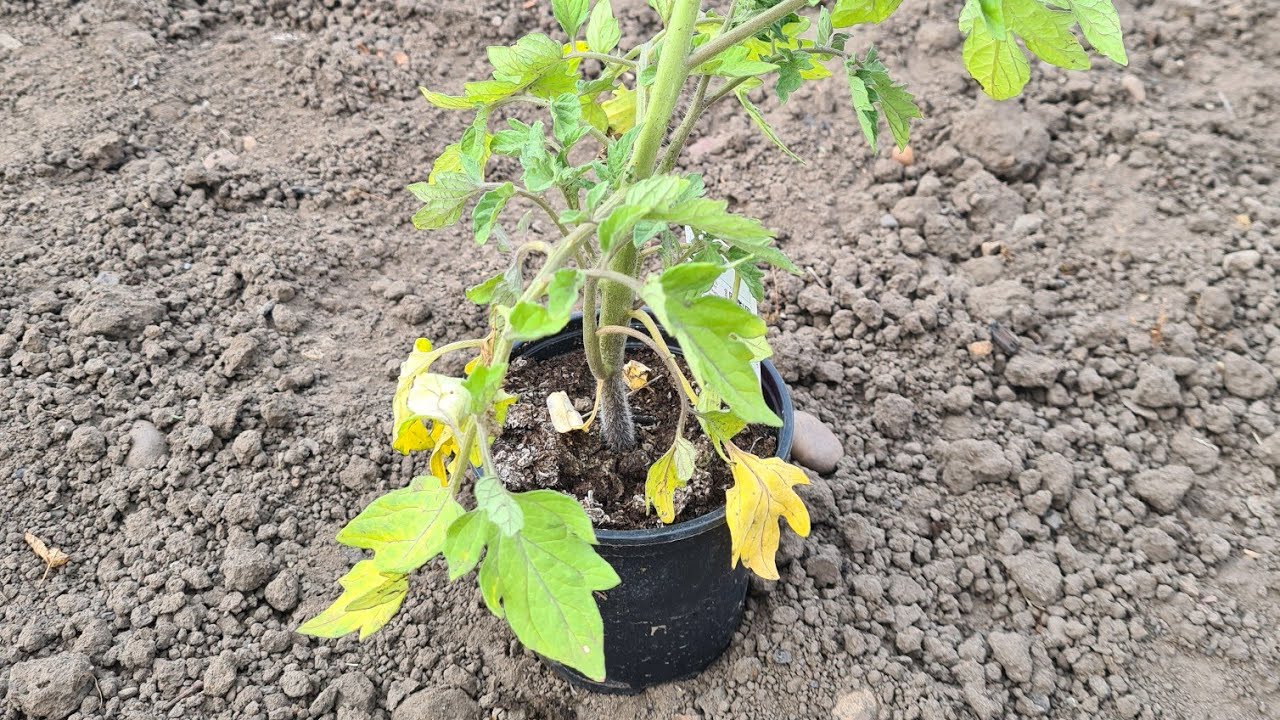 How To Plant Tomatoes with String Supports YouTube