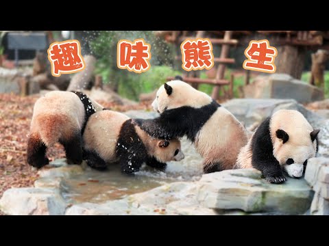 《熊貓主題趴》大熊貓的趣味生活 | iPanda熊貓頻道