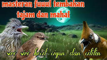 Fuuul tembakan tajam 🔥🔥 siri siri kecil cigun dan cililin