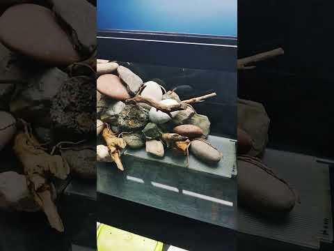 New scape in 40 breeder#fishfam #aquarium #fishtank #fishkeepinghobby #aquascape #aquariumfans #diy