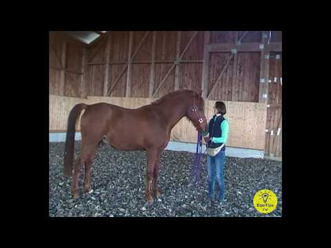 Video: Come Far Andare Il Tuo Cavallo Ad Un'andatura Più Veloce