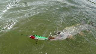 Mfishing Październikowe Szczu Rydwan Guźnia Żwirownia Spining