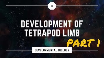 Tetrapod limb development ; part 1