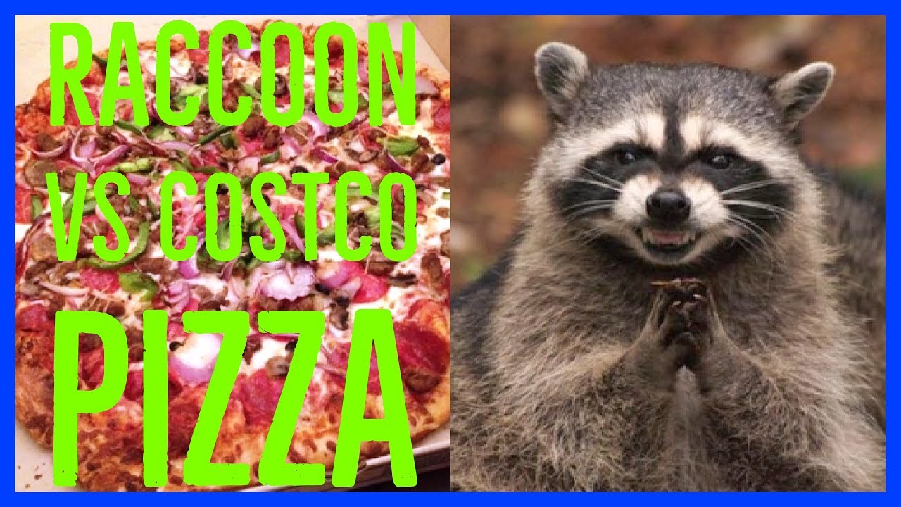 video phone lyrics Raccoon and Skunk vs Costco Pizza
