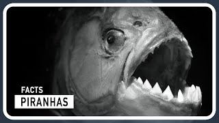 The Piranhas - Are they really Human Eaters? Debunking the Myths by Amazing world of Animals 299 views 2 months ago 2 minutes, 54 seconds