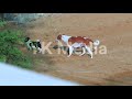 An indian mother dog teaching puppy  animal stock footage  free download ykmedia