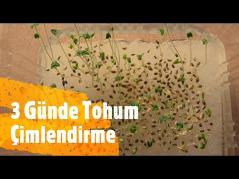 Üç Günde Tohum Nasıl Çimlendirilir? - Tohum Çimlendirme