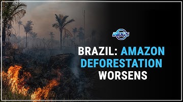 Deforestation in the Brazilian Amazon Hits the Highest Annual Level in a Decade | Indus News