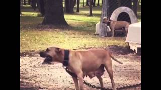 Tab Pitbulls Half Sisterbrother