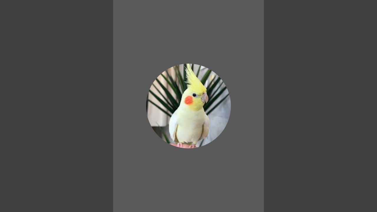 happy baby Birds 💕 🐣 ❤️ Mk Bhai is live