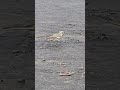 whitewagtail#migratorybird#wagtail#birdlovers#birdwatching#wildlife#nature#shortvideo#birdspotting
