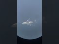 UPS 747-400F #aviation #pilotstuff #aircraftcrew #telescopeplanespotting