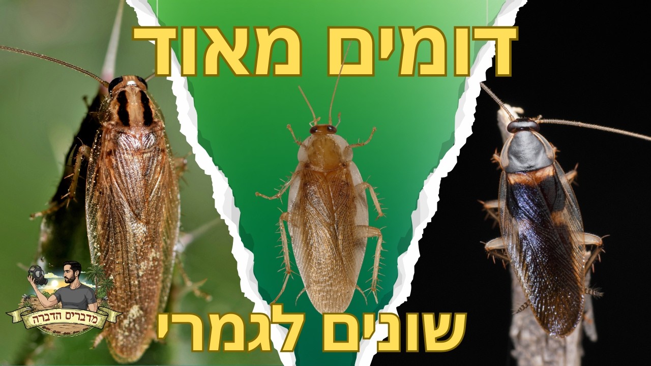 סוגי תיקנים