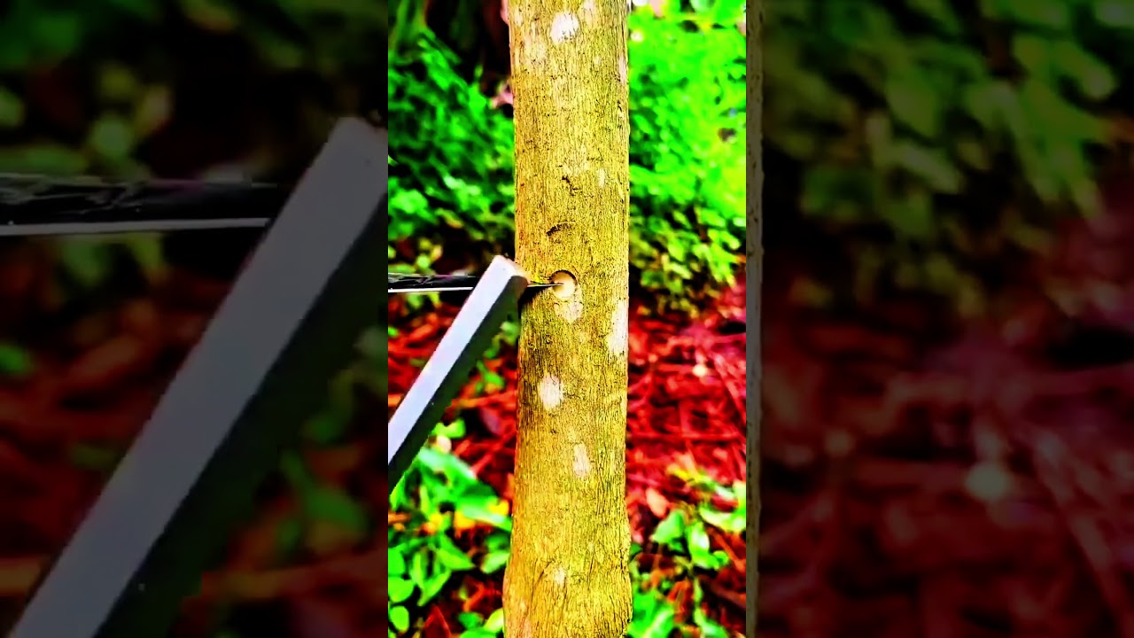 Smart Grafting Technique Every Farmer Should Know 