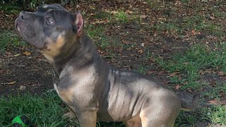 How To Train A American Bully