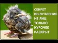 В чем секрет вылупления из яиц курочек, а не петухов