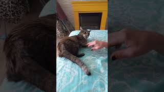 #angry #cats #mycat #funnycat #home #fighting #shortsvideo #shortvideo #video #fyp #love