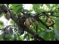 How to plant Cacao and Coffee Seeds
