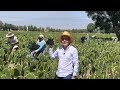 Cultivo de Nopal Criollo | Preparación de la tierra | Cosecha y exportación