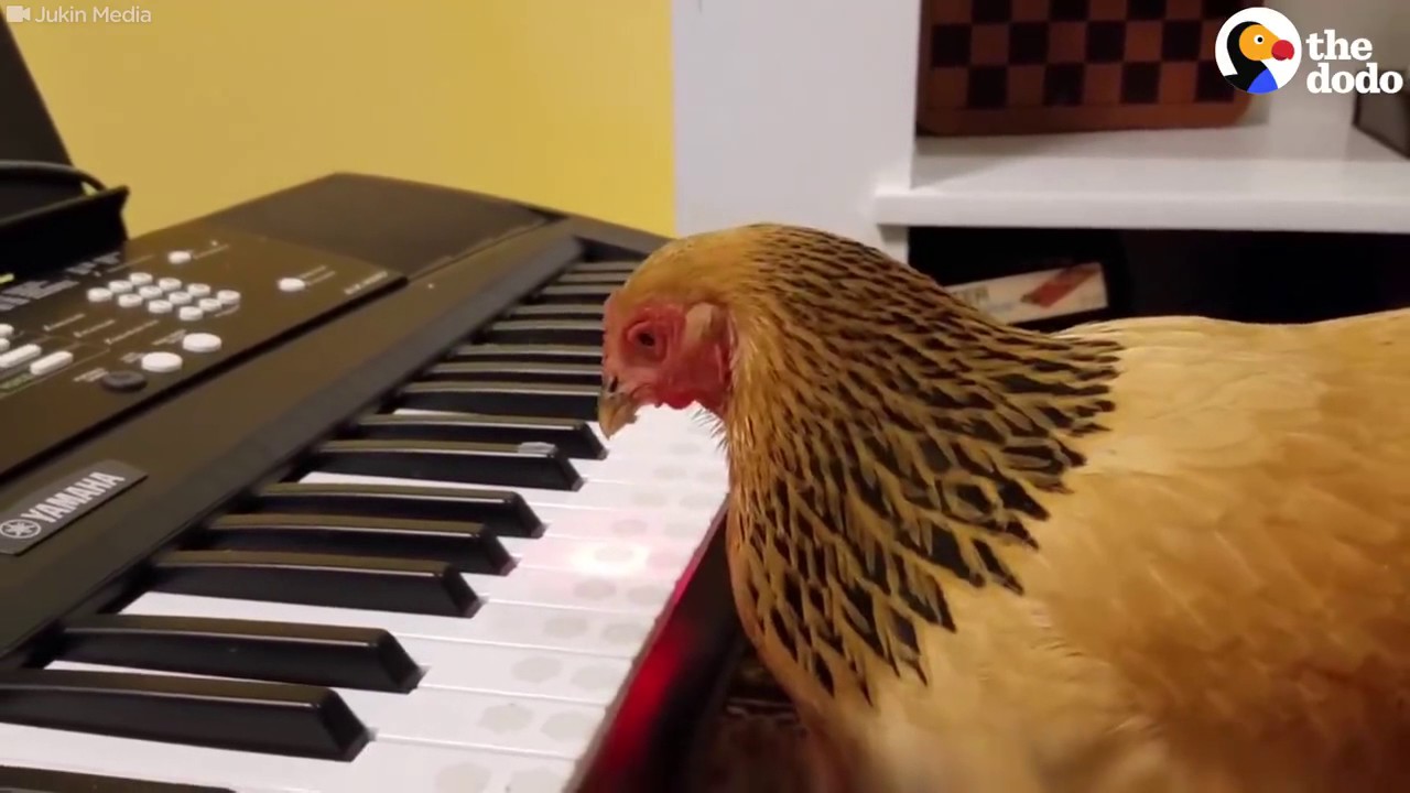 GALLINA SUONA AL PIANOFORTE "AMERICA THE BEAUTIFUL" YouTube