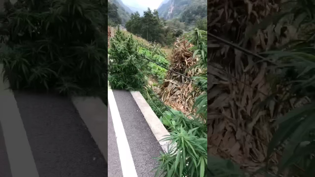 Ditch weed in the mountains of western China