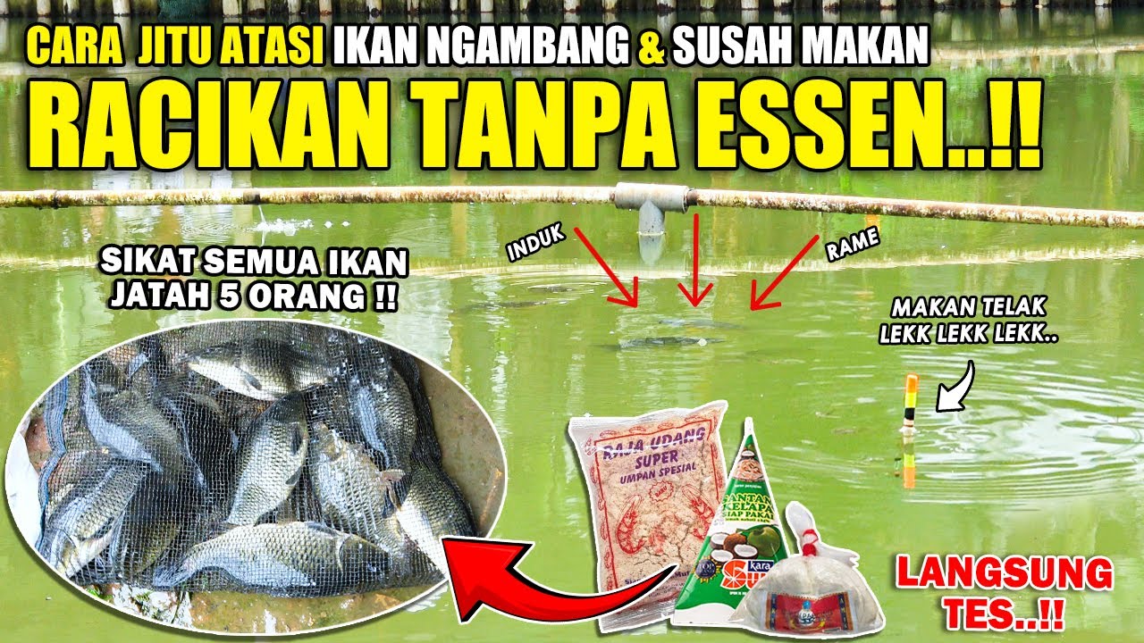 RESEP JITU SOLUSI IKAN NGAMBANG SUSAH MAKAN !! RACIKAN UMPAN KUKUS SIMPEL TANPA PAKAI ESSEN ❗❗