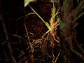 “Best Irrigation Method for Crops 💧 Save 50% Water & Increase Yield!"#dripirrigation#farming#shorts