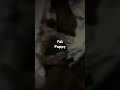 Fat puppy sleeping #funny #trending #youtube #youtubeshorts #love #motivation #foryou #puppy