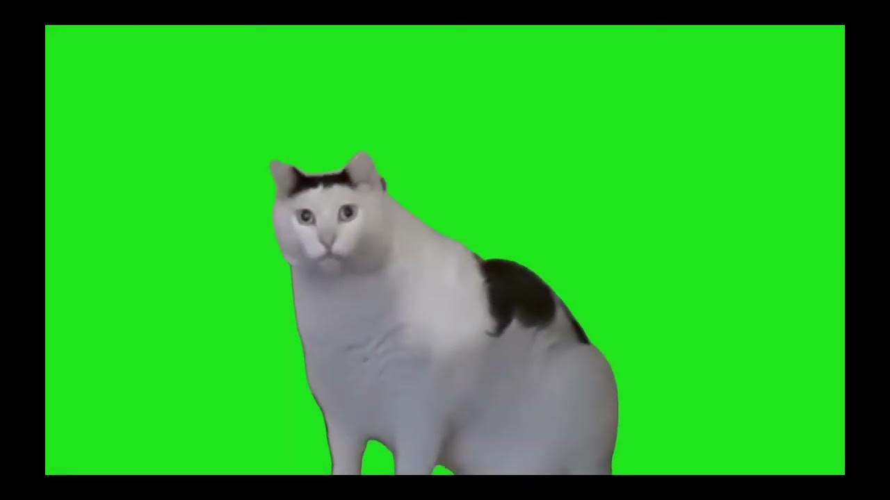 huh cat green screen - YouTube