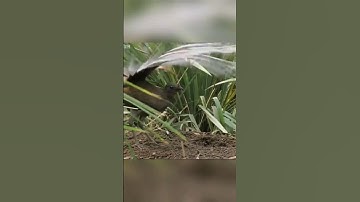 The Bird That Can Copy ANY Sound