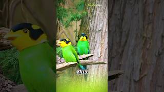 Broadbill Brilliance: Discovering the Beauty and Behavior of These Avian Wonders #nature #shorts