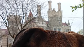 Puppy POV Castle walking downtown Toronto Canada