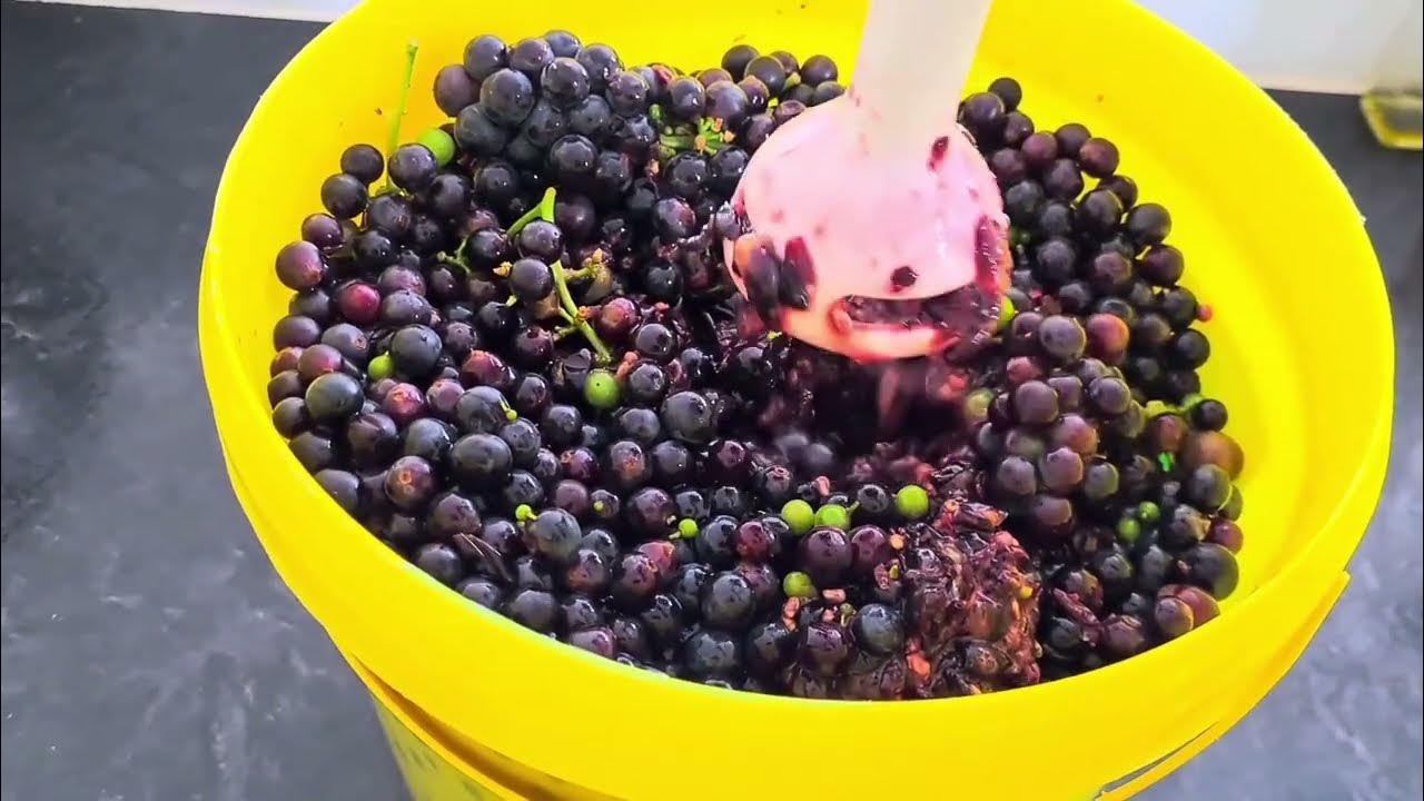 Easiest Way To Make Grapes Vinegar YouTube