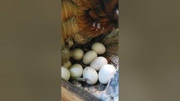Should Be Hatching Soon - Bantam Phoenix Qaib Dib Tw Ntev