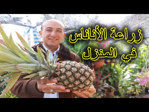 فيديو: كيف نزرع الأناناس في المنزل؟