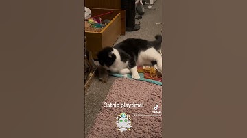 #tuxedocat #cat #blackcat #catnip Oreo and Hades enjoying some catnip!