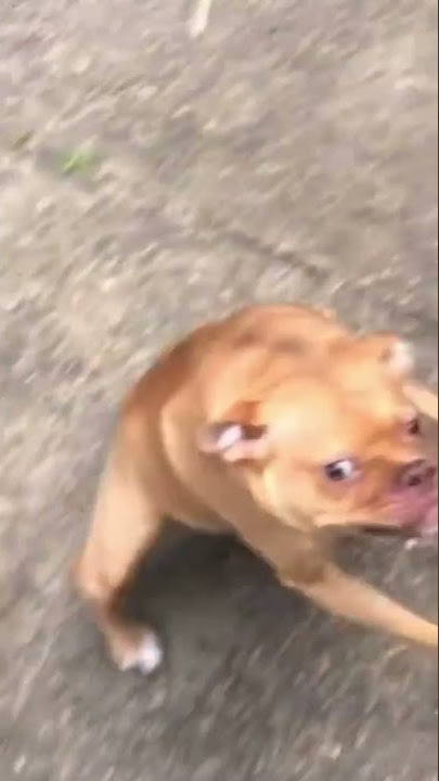 Cachorro cururu