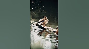 colour grading on VN lut before and after video editing #short #shorts #vnvideoeditor