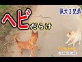 【猟犬】蛇だらけの散歩道