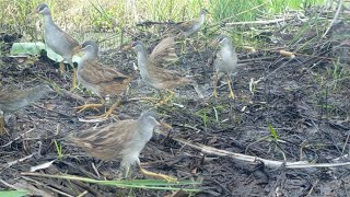 jerat burung tikusan alis putih yang gak ada kapok nya #bridtrap #tikusan