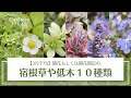 開花もしくは開花間近の宿根草・低木１０種類