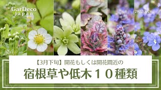 開花もしくは開花間近の宿根草・低木１０種類